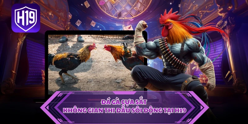 Đá Gà Cựa Sắt - Không Gian Thi Đấu Sôi Động Tại H19